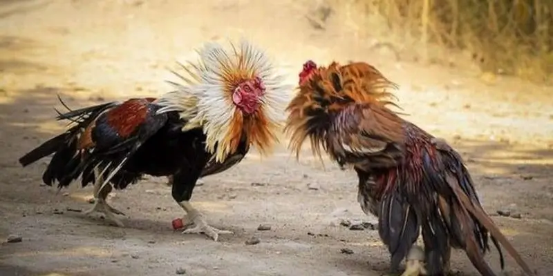 DR88 Và Tương Lai Của Trực Tiếp Đá Gà